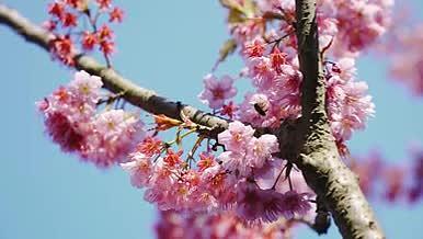 4k实拍蜜蜂在樱花花朵采蜜春天空镜视频的预览图